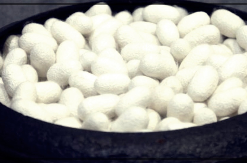 누에가루 효능 먹는 법 부작용 총정리.