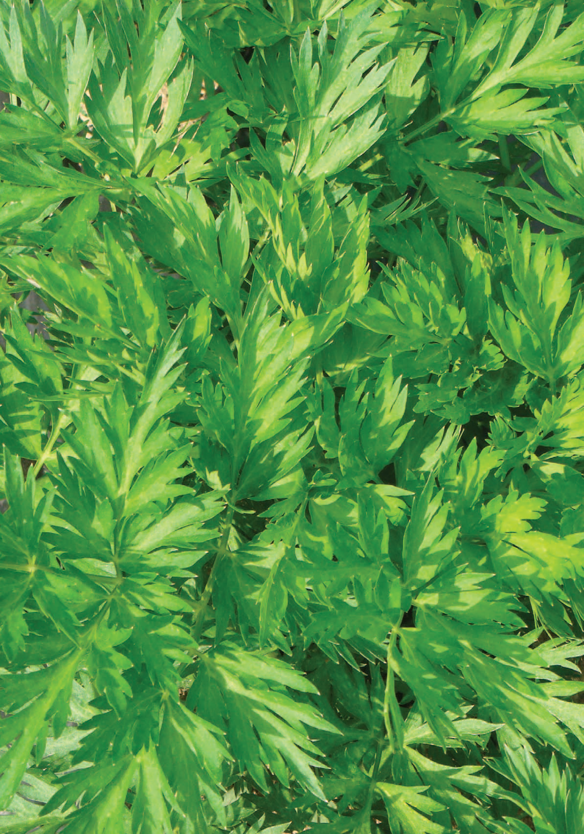 제천시 일원에서 자생 또는 재배하는 약초