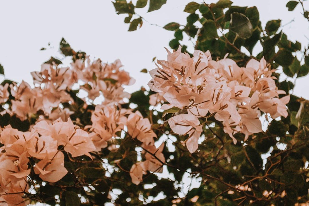 Bloom.