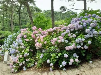 태종대 수국축제 일정 위치 주차팁 꿀정보 정리_15
