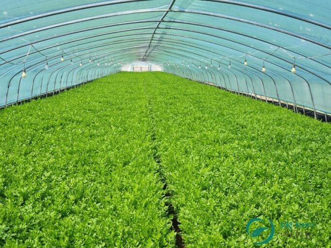 장마 기간 심으면 좋은 텃밭 작물