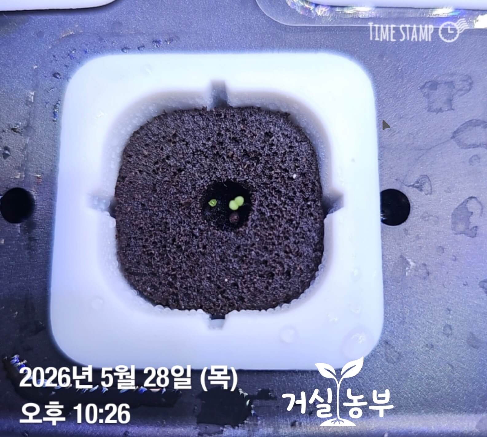 수경재배기에서 처음 키우기 시작한 작은 페퍼민트 새싹