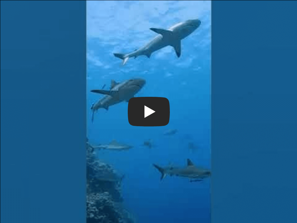 그레이트 배리어 리프