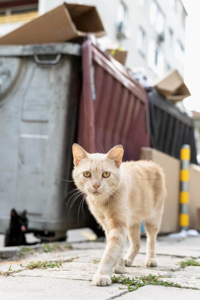 길냥이 뜻과 유래 — ‘길고양이’는 왜 생겼을까?