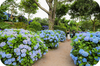 휴애리 수국정원 이미지 출처: 수국정원 홈페이지