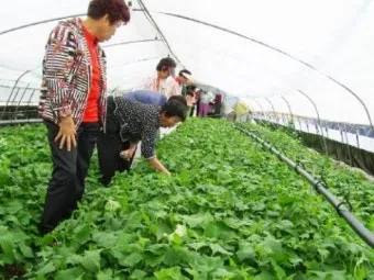 취나물 재배 반그늘 환경 배수 확보 연속 수확_5