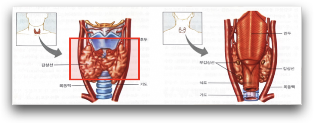 갑상선의 위치와 모양을 보여주는 그림입니다.