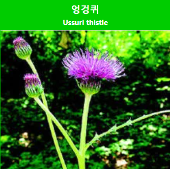 밀크씨슬, 흰무늬엉겅퀴