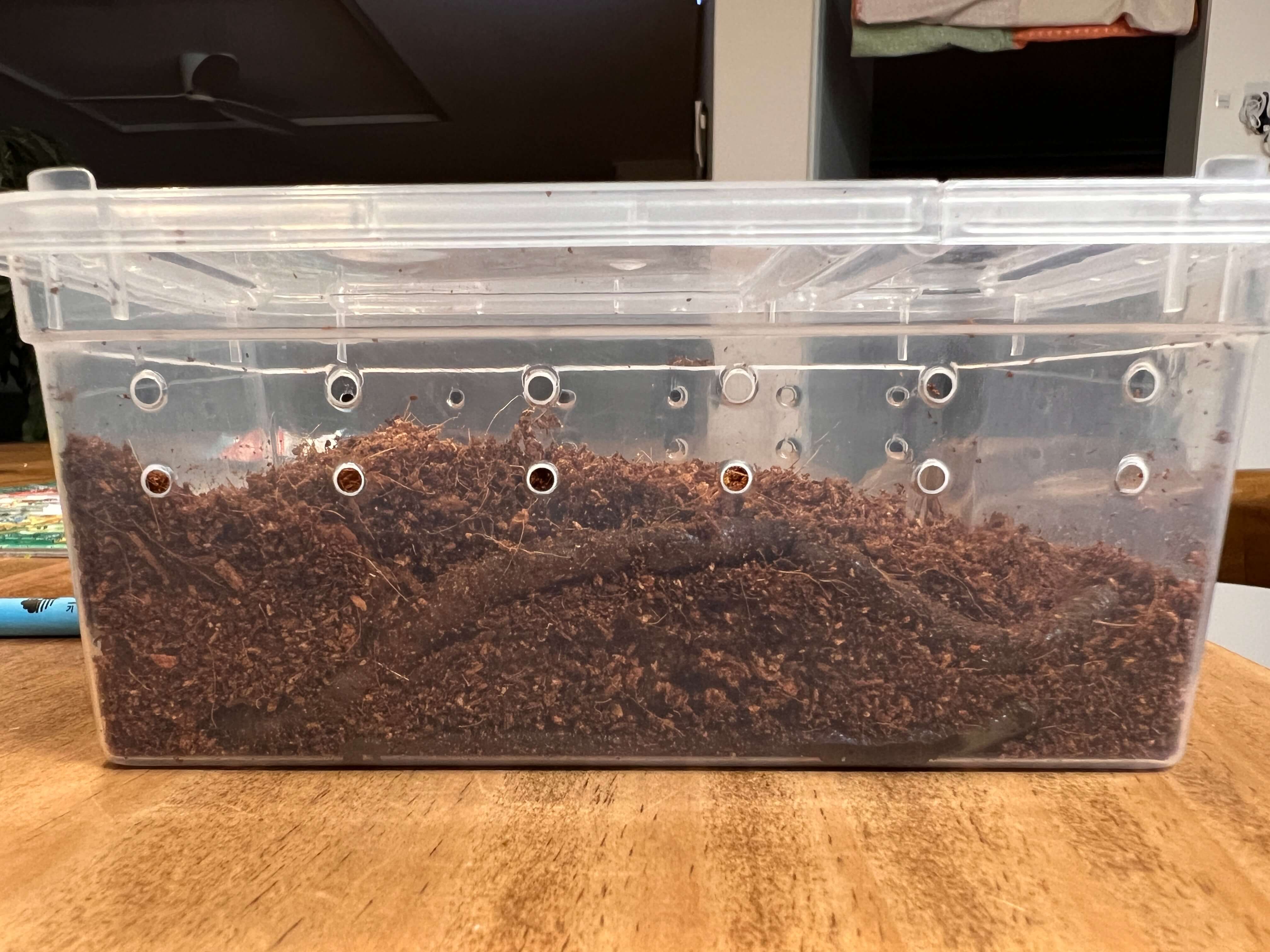 통 속에 담겨있는 지렁이