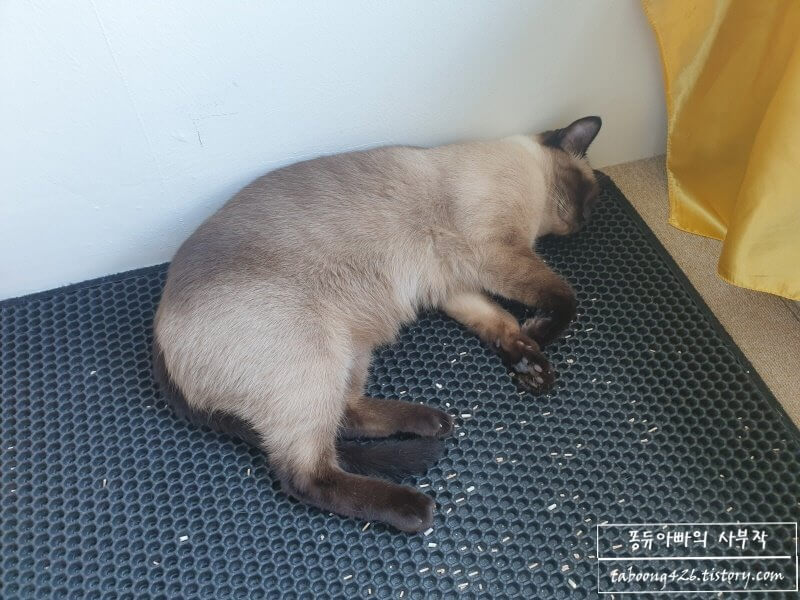 더위에 정신을 잃은 고양이