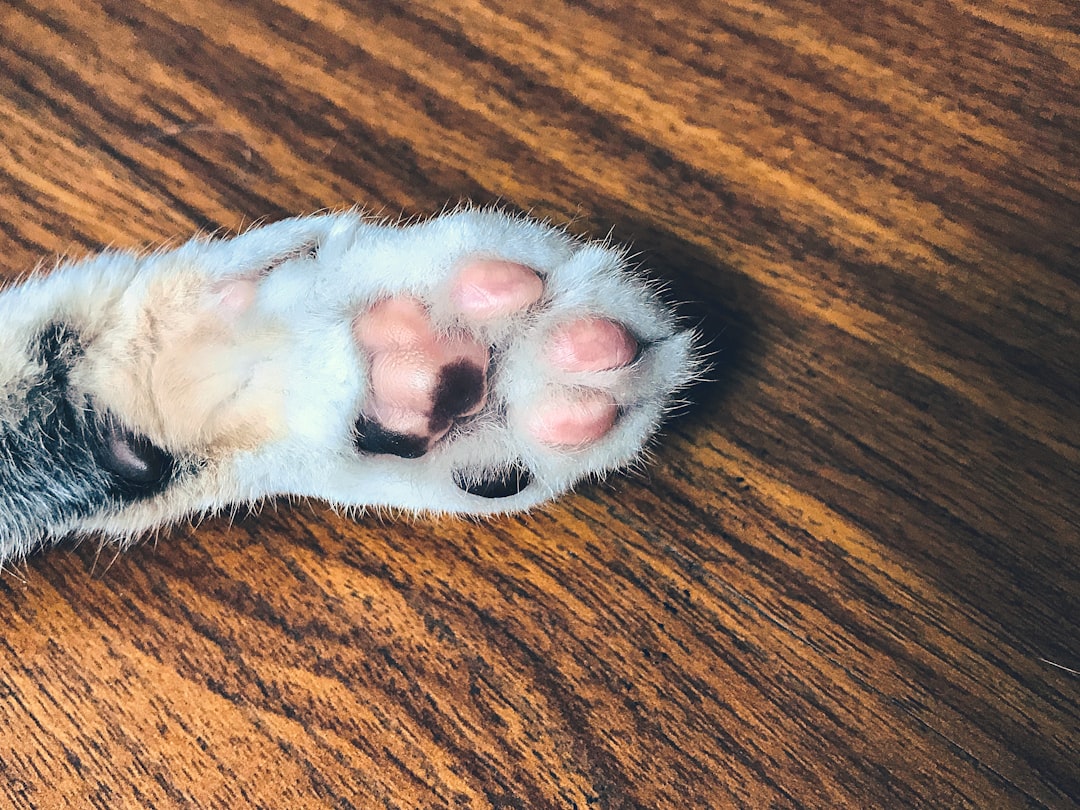 Paw