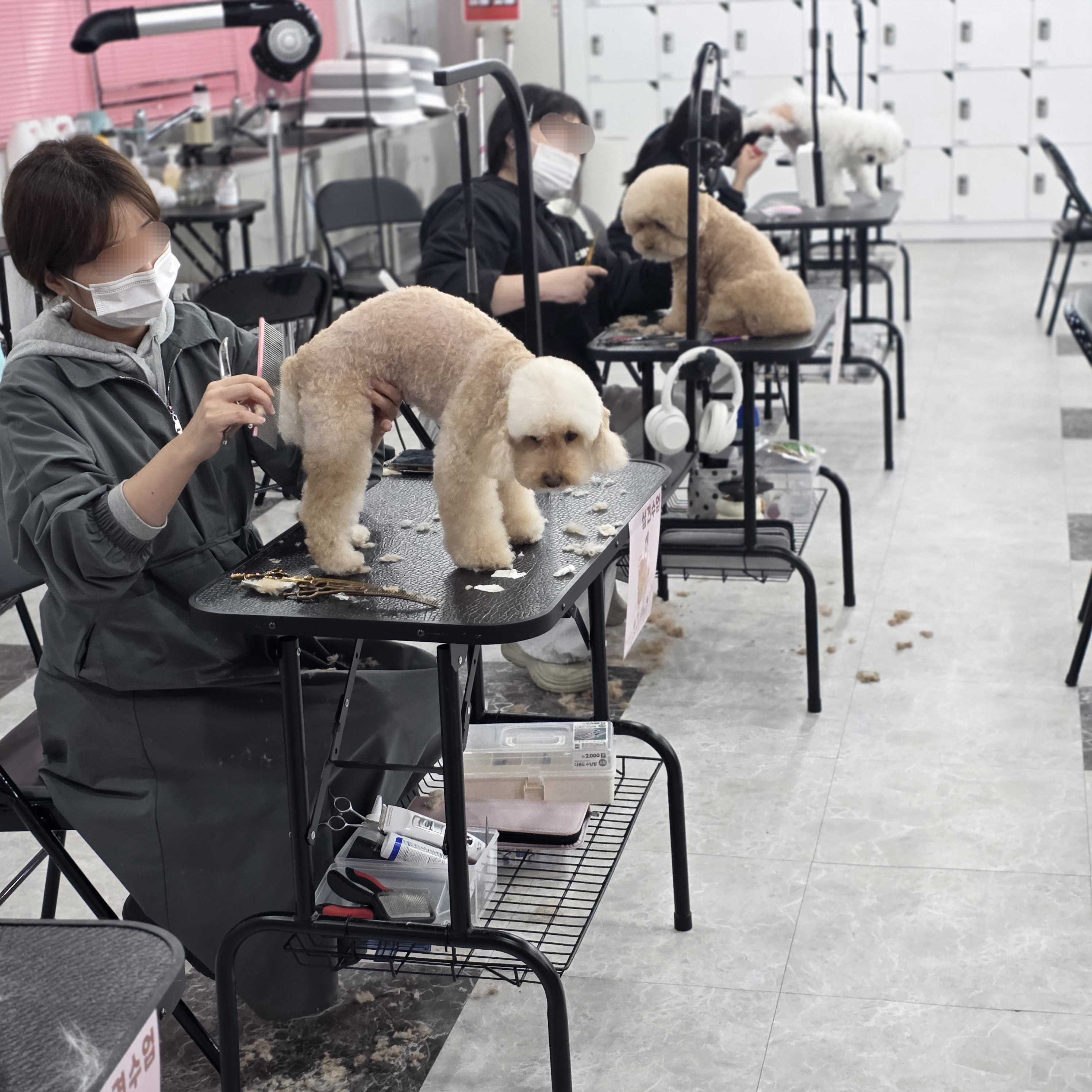 애견미용자격증2급