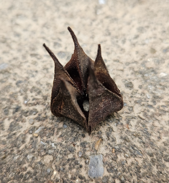 노각나무 열매3