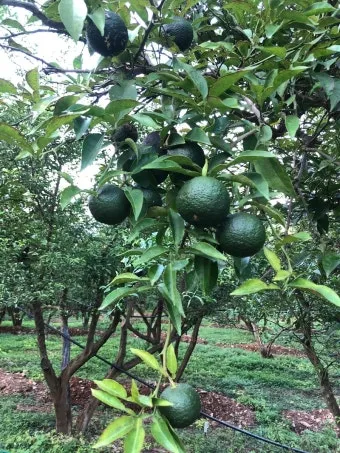 유자 재배 겨울 보온 방풍막 설치 염해 예방_12