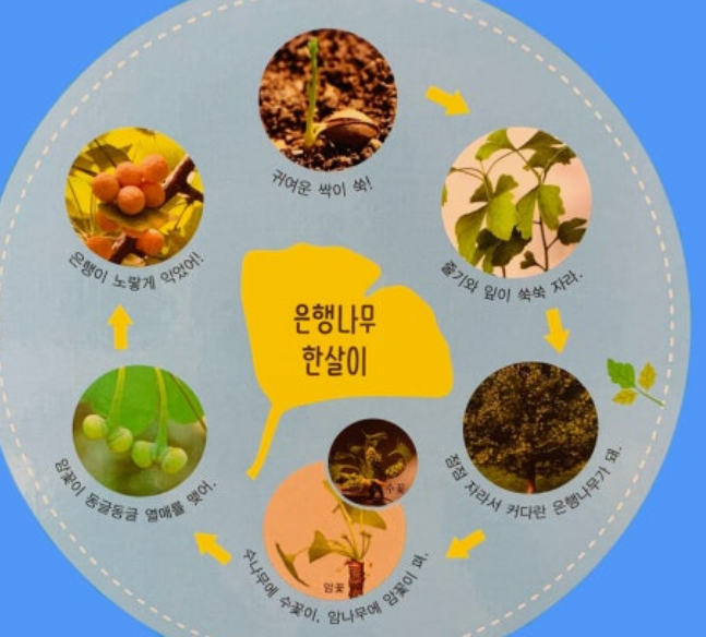 은행나무 한살이(출처 아람북스 은행나무 딱보면 알아)