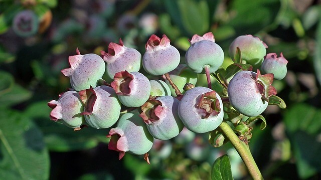 빌베리 부작용 어디까지? 빌베리 제대로 알고먹는 방법