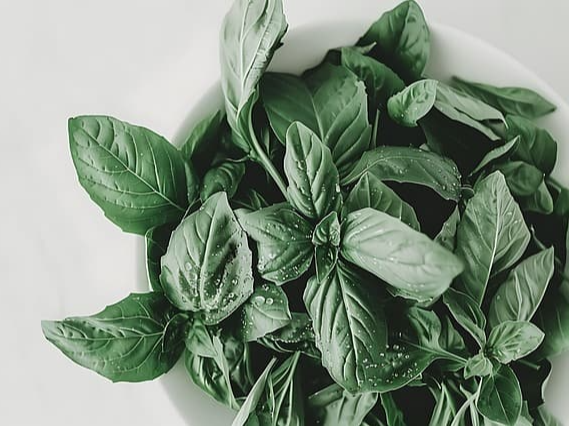 바질 시드 활용하는 방법