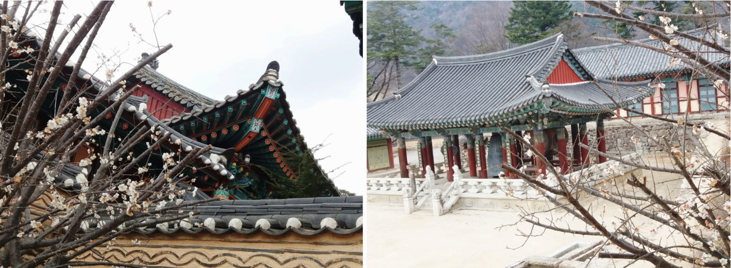 [경남 합천 여행]벚꽃 따라 걷다 보면, 해인사에 도착합니다.