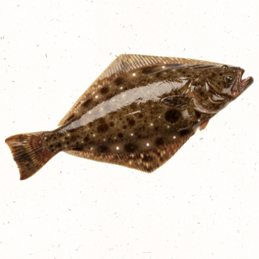 탱탱한 흰살 생선 광어 회