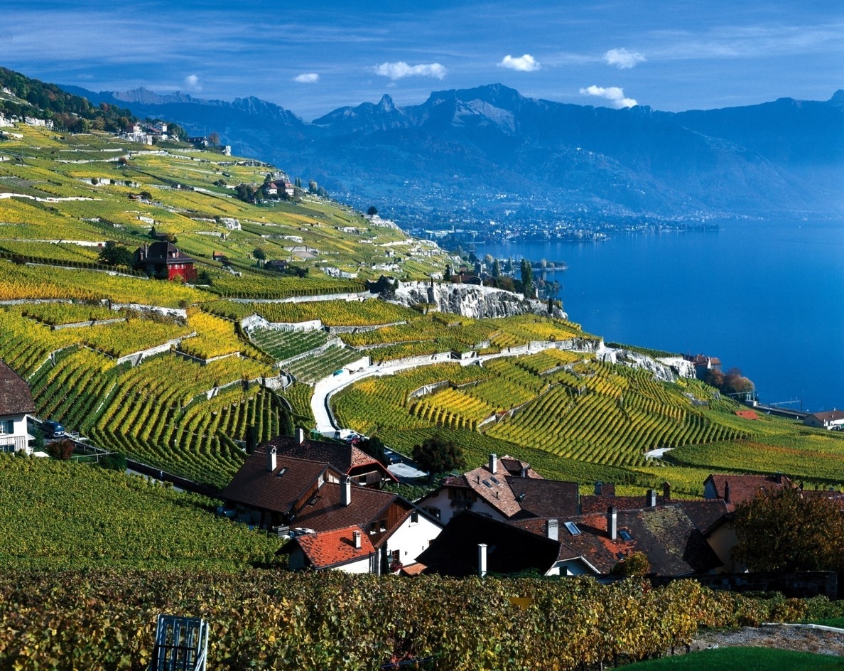 라보 포도밭 사진