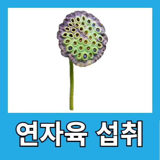 연자육 먹는법