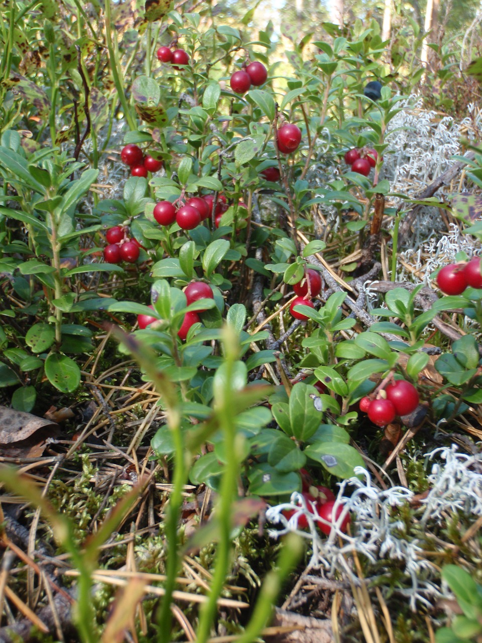 링곤베리 효능&amp;#44; 부작용&amp;#44; 먹는 법 알아보기 