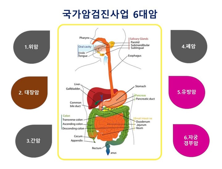 국가암검진사업-6대암