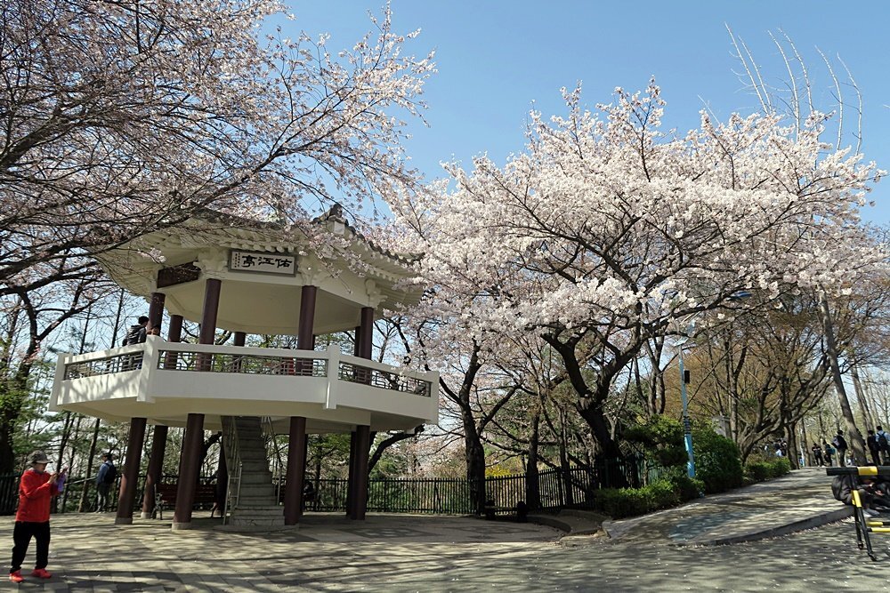 봄 나들이 벚꽃