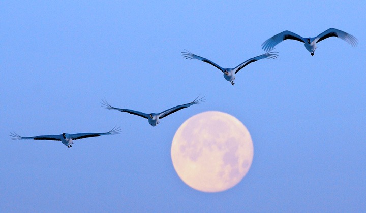 철원 두루미 탐조 방법 코스