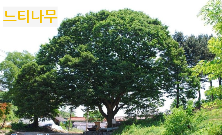 느티나무