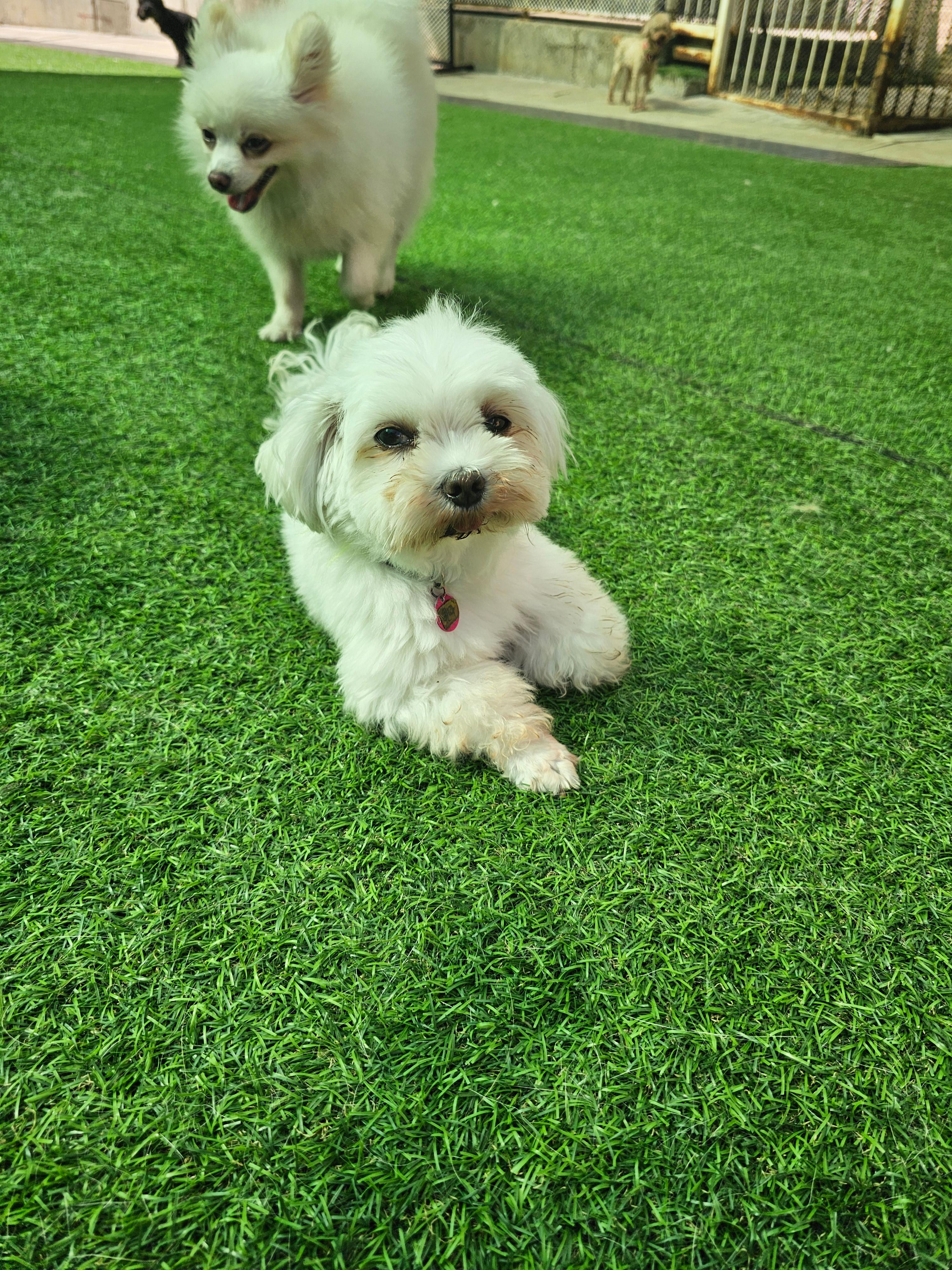 강아지 입양 전 건강 체크 14가지