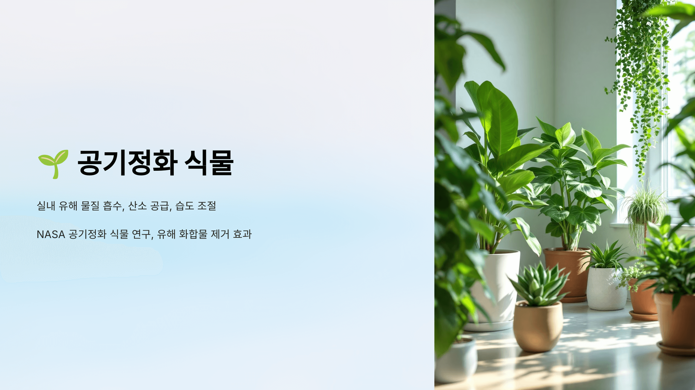 공기정화 식물 사진입니다.