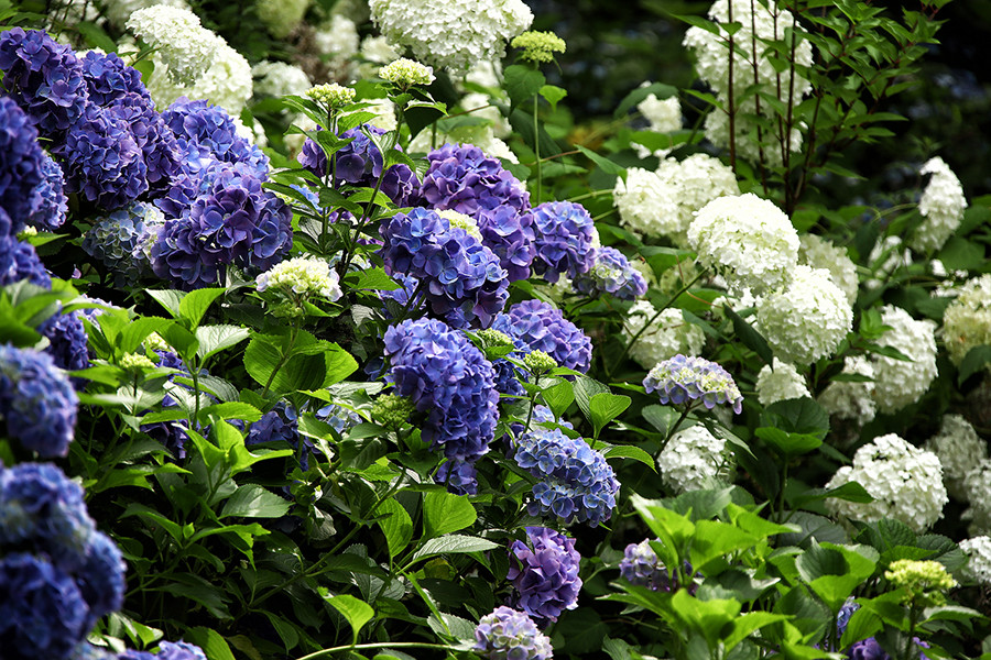 고성 그레이스정원