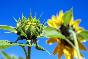 태백 해바리기축제
