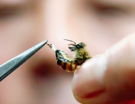 봉침은 꿀벌이 쏘는 독