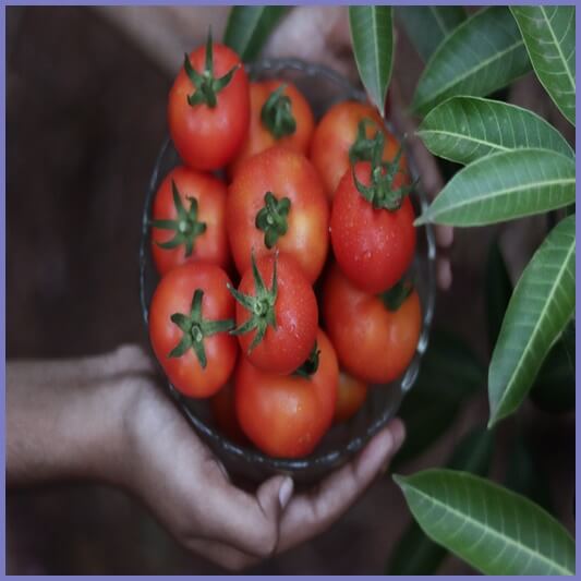 토마토