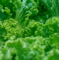 치커리 효능 부작용 뿌리 가루 고르는법 칼로리