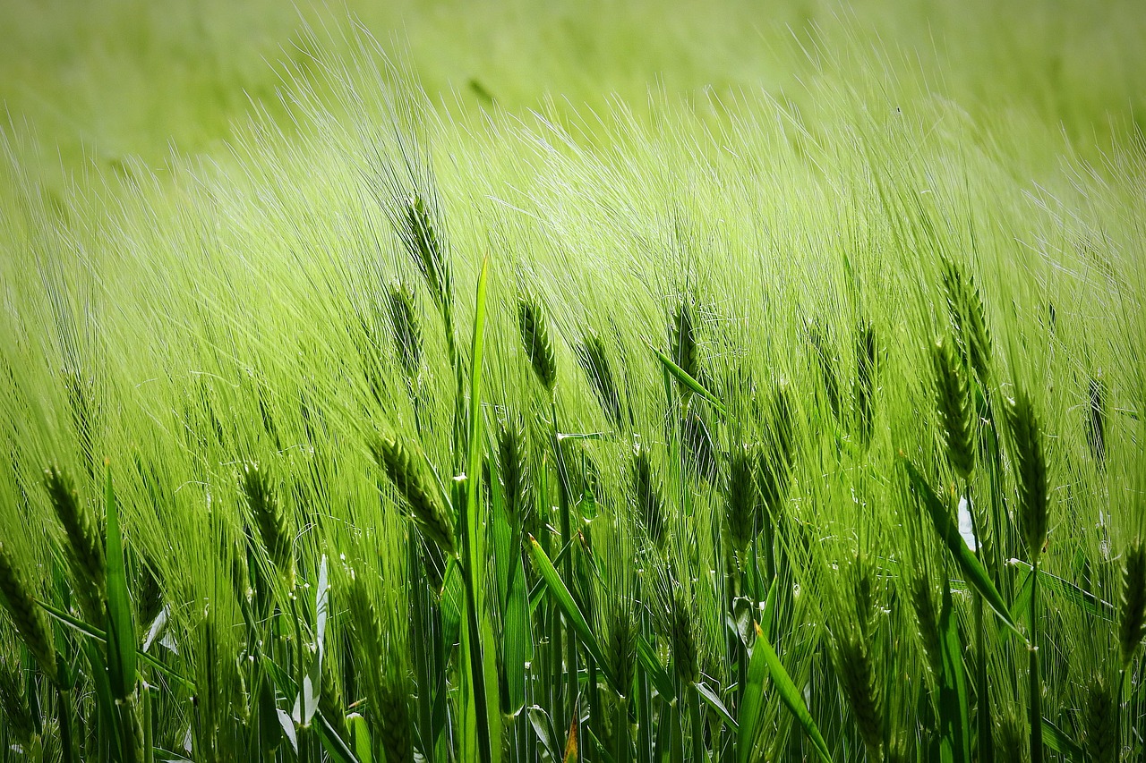 고창 청보리밭 축제