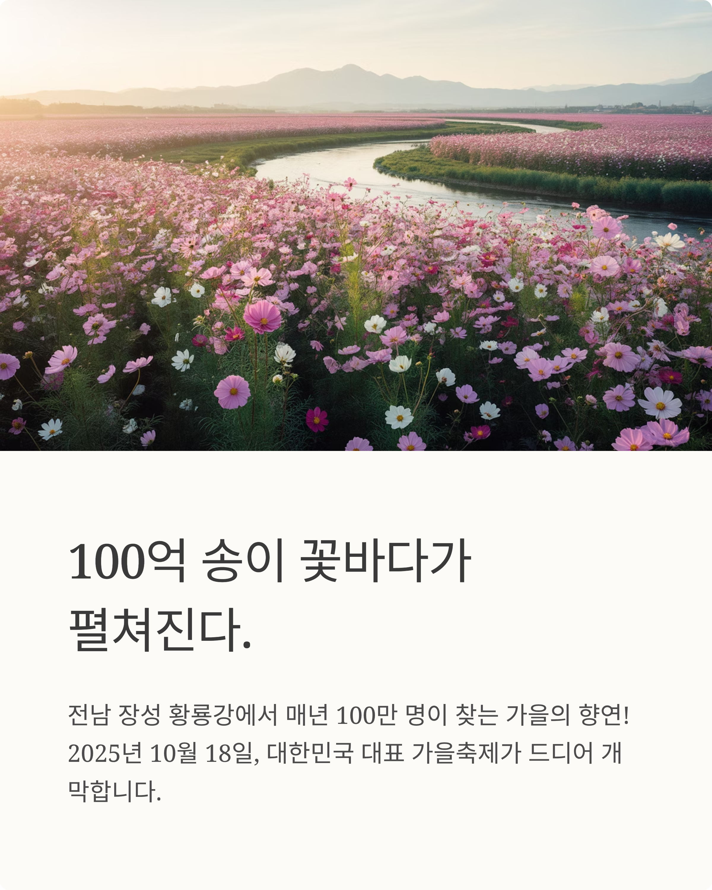 장성 황룡강 가을꽃축제 (행사정보,주차요금,입장료)