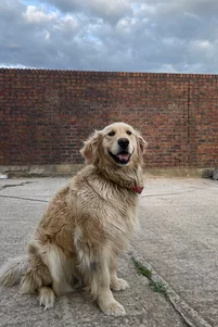 골든리트리버/출처:어도비스톡