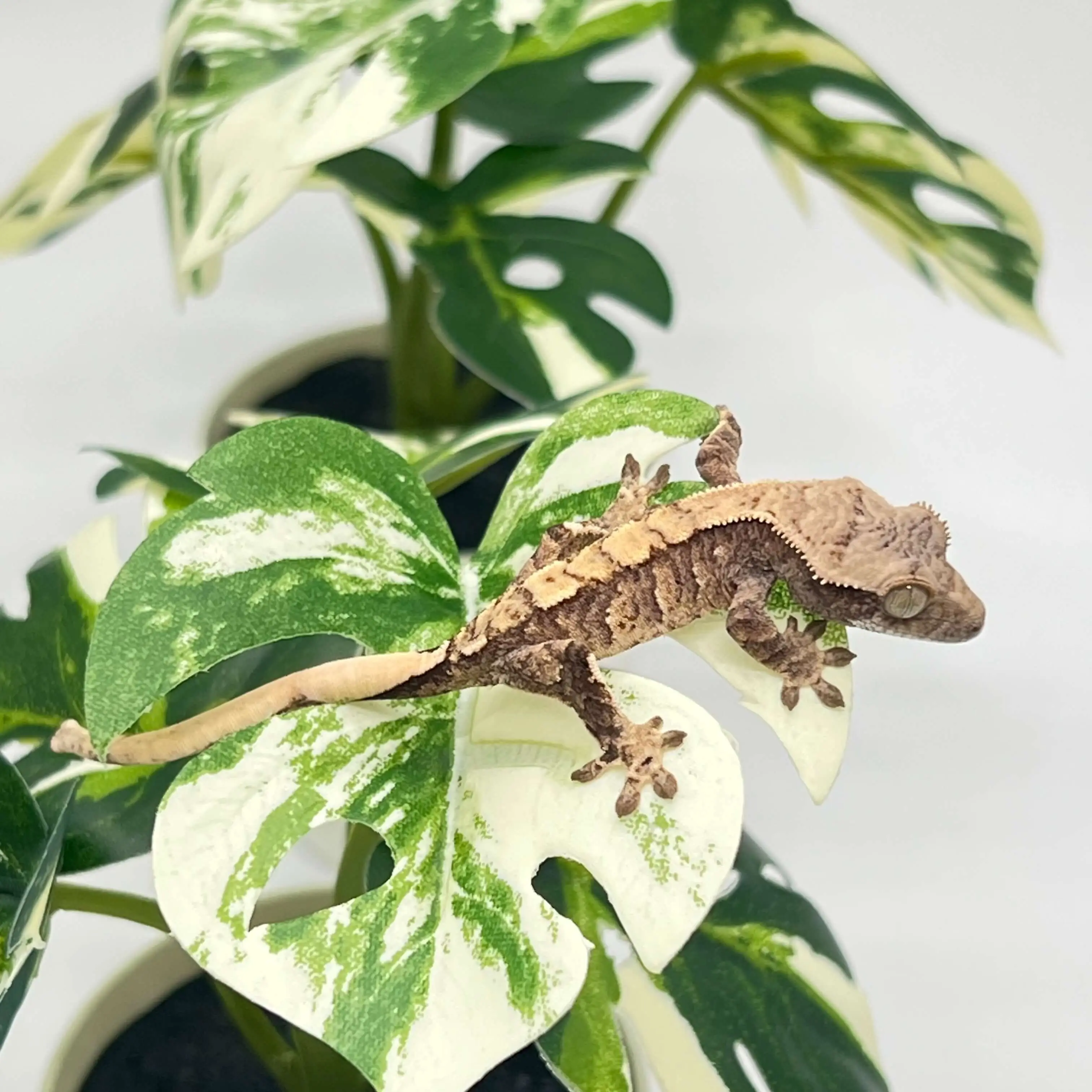 도마뱀 키우기 크래스티드 개코