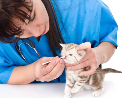 수의사에게 코를 진찰받고 있는 새끼 고양이.