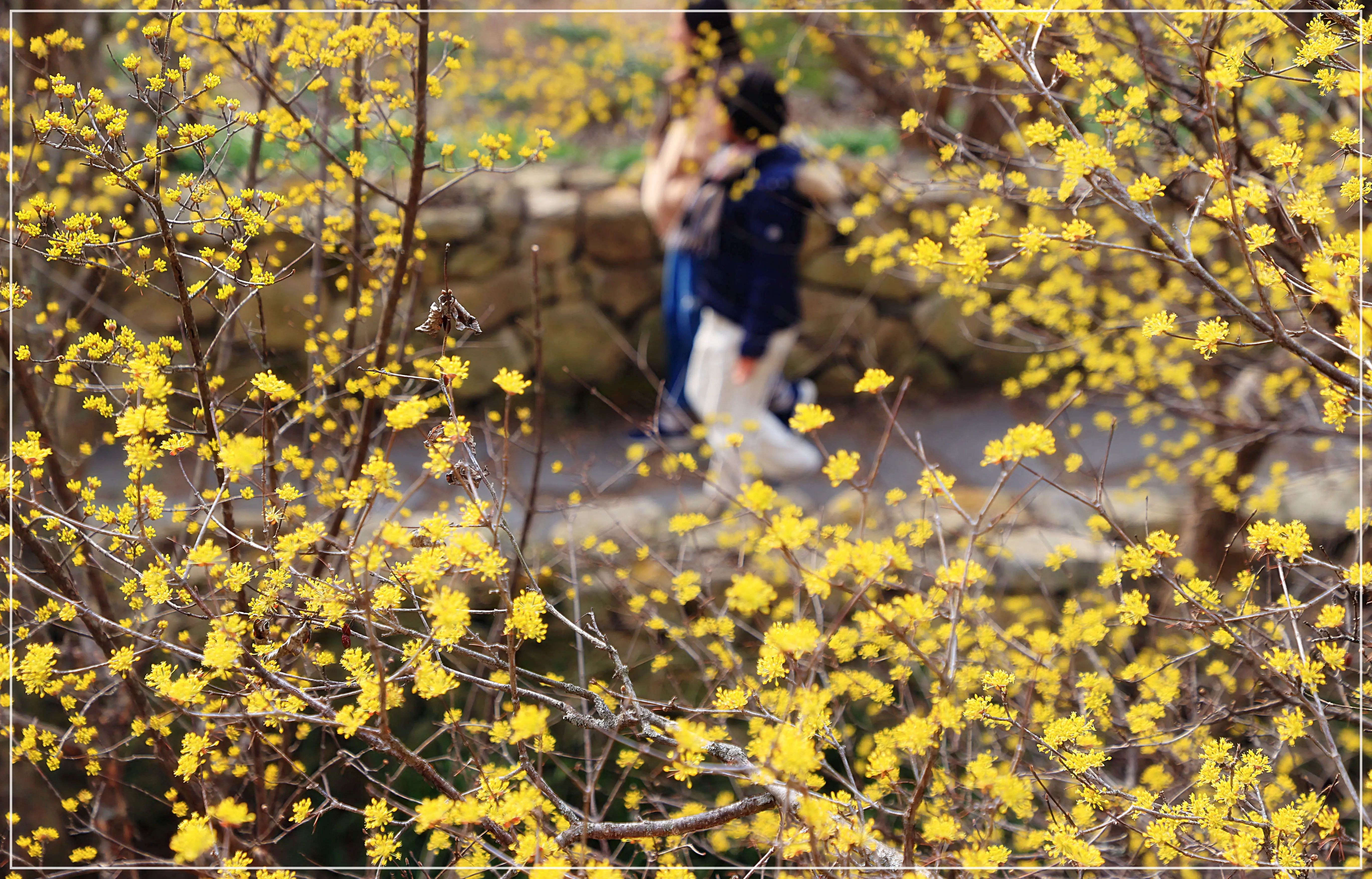 구례산수유꽃축제