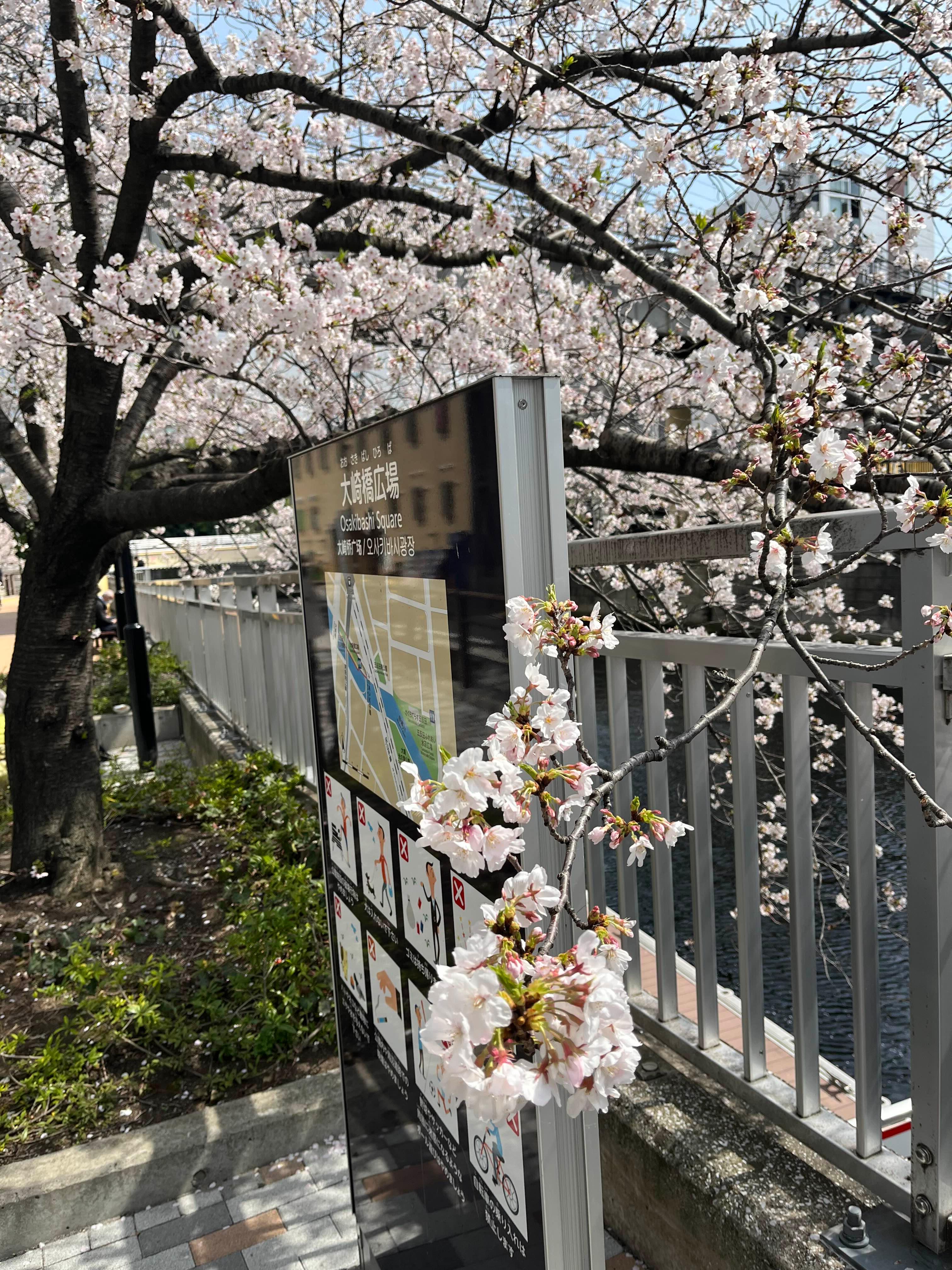 메구로강 벚꽃 산책