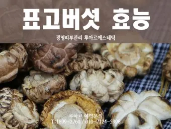 표고버섯 효능_3