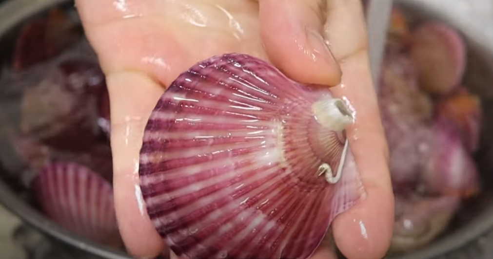 가리비-해감하기