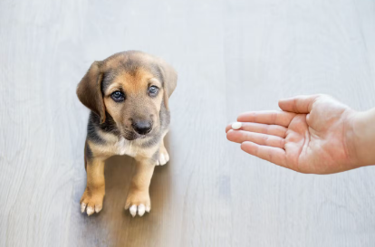 약을 건네는 강아지