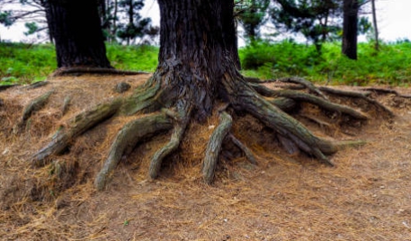 한국의 떡 종류 복령떡-소나무 뿌리