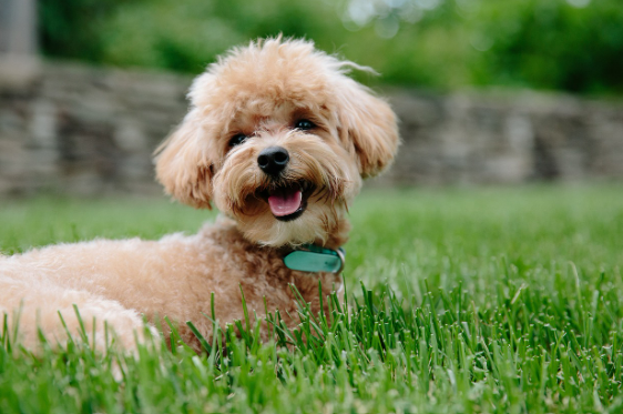 강아지 발바닥이 하얗게 변함