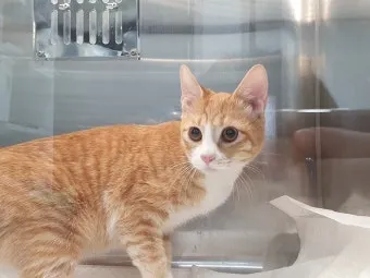 코리안숏헤어 코숏 고양이 종류 몸무게 고등어_12